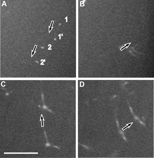 Figure 4. Z projections of 2 spinning-disk confocal micrographs at different times. This technique was used to measure the displacement of each individual fibrin structure during a known time interval to calculate the velocity. (A) Displacement of a fibrin structure during 0.6 seconds. (B) Displacement of another moving structure during 0.6 seconds. (C) Projection of 2 Z sections, one 6 minutes and 5 seconds and another one 6 minutes and 21 seconds from the beginning of polymerization. (D) Projection of 2 Z sections, one at 6 minutes and 54 seconds and another one at 7 minutes and 5 seconds. Arrows show the direction of movement. 1 and 1′ correspond to one moving structure; 2 and 2′ correspond to another moving structure. Scale bar represents 10 μm.