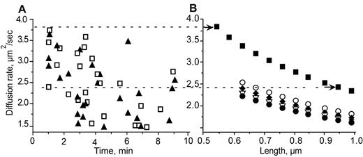 Figure 6. Identification of fibrin structures by comparison of diffusion coefficients obtained from experimental data with those calculated for model structures with different lengths and thicknesses. (A) Diffusion coefficients obtained from experimental data. Calculations were based on size (▴) or on the velocities (□) of moving structures. (B) Diffusion coefficients are shown for one protofibril (■), 2 protofibrils (○), 3 protofibrils (♦), 4 protofibrils (▿), and 5 protofibrils (●). The dashed lines connecting panels A and B show the correlations between the measured (A) and calculated (B) diffusion coefficients, so it is possible to deduce what the structures observed could be (arrows at the right end of the dashed lines). For example, the top dashed line, for one of the largest diffusion coefficients measured, 3.8 μm2/s, corresponds to a protofibril with a length of 0.54 μm. The lower dashed line is another example showing the possible fibrin structures that correspond to a diffusion rate of 2.4 μm2/s, a single protofibril with a length of 0.95 μm, 2 laterally aggregated protofibrils with a length of 0.62 μm, or 3 laterally aggregated protofibrils with a length of 0.67 μm.
