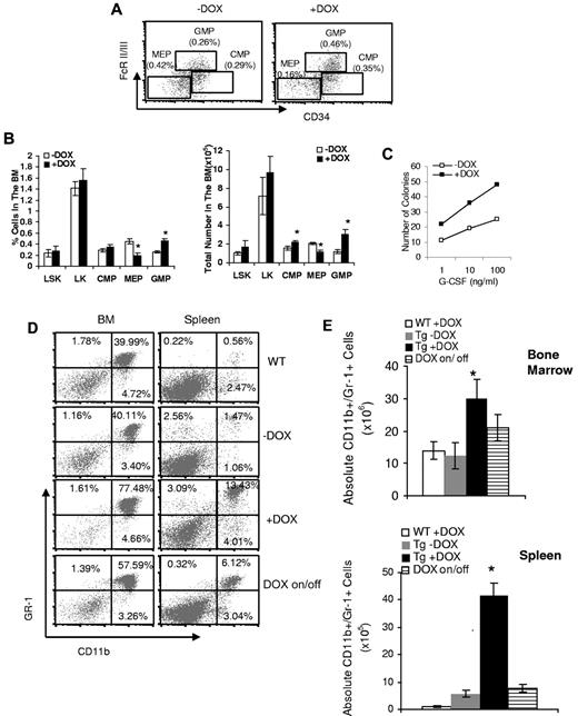 Figure 1. Systemic alteration of BM progenitor and myeloid cells in c-fms-rtTA/(TetO)7-CMV-MMP12 bitransgenic mice. (A) Representative flow cytometric profiles of BM progenitor populations, including CMPs, MEPs, and GMPs, from 3-month doxycycline-treated (+DOX) or untreated (−DOX) bitransgenic mice. (B) The percentages and total numbers of LSK, LK, CMP, MEP, and GMP populations in the BM of 3-month doxycycline-treated (+DOX) or untreated (−DOX) bitransgenic mice. Results are the mean ± SD, n = 4; *P < .05. LK indicates IL7Rα−Lin−c-Kit+Sca-1− progenitor; LSK, IL7Rα−Lin−Sca-1+c-Kit+ progenitor; CMP, common myeloid progenitor; GMP, granulocyte-monocyte progenitor; and MEP, megakaryocyte-erythroid progenitor. (C) Granulocyte colony formation in 5 × 104 BM cells from doxycycline-treated (+DOX) or untreated (−DOX) bitransgenic mice in methylcellulose containing various concentrations of G-CSF. Colony counts were performed at day 10. Results are the mean of 5 independent studies, n = 5. (D) A representative flow cytometric analysis of CD11b+ and GR-1+ cells in the BM and spleen of 3-month doxycycline-treated wild-type (WT) mice, doxycycline-treated (+DOX) bitransgenic mice, doxycycline-untreated (−DOX) bitransgenic mice, and doxycycline-treated (for 2 months) followed by doxycycline-removal (for 1 month) bitransgenic mice. (E) Absolute cell numbers of CD11b+/GR-1+ cells in the BM and spleen based on analyses of the above experimental groups. Results are the mean ± SD, n = 5; *P < .05.
