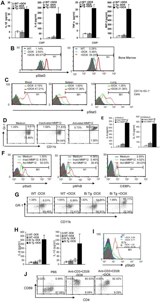 Figure 4. Up-regulation of cytokines and activation of oncogenic intracellular signaling molecules in myeloid cells of c-fms-rtTA/(TetO)7-CMV-MMP12 bitransgenic mice. (A) Plasma samples were collected from 3-month doxycycline-treated wild-type (WT) mice, doxycycline-treated (+DOX), or untreated (−DOX) bitransgenic mice. The concentrations of IL-1 β, IL-6, MIP-2, and TNF-α were measured by ELISA. Results are the mean ± SD, n = 4. (B) Intracellular staining of phosphor-Stat3 in BM CMP and GMP progenitor cells of 3-month wild-type (WT, blue line), doxycycline-treated (+DOX, red line), or untreated (−DOX, green line) bitransgenic mice by flow cytometric analysis. The shaded areas were isotype controls. (C) Intracellular staining of phosphor-Stat3 in CD11b+/Gr-1+ cells from the blood, spleen, and lung of 3-month doxycycline-treated (+DOX, red line) or untreated (−DOX, green line) bitransgenic mice by flow cytometric analysis. The shaded areas were isotype controls. (D) Lin− progenitor cells were isolated from the BM of wild-type mice and cultured in vitro in the absence and presence of inactivated (inact) or activated (act) MMP12. After 12 hours, cultured cells were stained with CD11b and Gr-1 Abs for flow cytometric analysis. (E) The concentrations of secreted IL-6 and IL-10 in the above cultured medium were measured by ELISA. Results are the mean ± SD, n = 4. (F) In the above study, intracellular staining of phospho-Stat3, NFκBp65, and C/EBPα in CD11b+/Gr-1+ cells was analyzed by flow cytometry. The shaded areas were isotype controls. (G) Lin− progenitor cells were isolated from the BM of wild-type and bitransgenic mice, and cultured in vitro. Cells were treated with doxycycline for 4 days followed by flow cytometric analysis with CD11b and Gr-1 Ab staining. (H) The concentrations of secreted IL-6 and IL-10 in the above cultured medium were measured by ELISA. Results are the mean ± SD, n = 4. (I) In the above study, intracellular staining of phospho-Stat3 in CD11b+/Gr-1+ cells was analyzed by flow cytometry. The shaded area was isotype control. (J) Wild-type CD4+ T cells from the spleen were cultured and stimulated with anti-CD3 mAb plus anti-CD28 mAb with or without doxycycline treatment. After 72 hours, T cells were stained with anti-CD69 and CD4 Abs. A representative flow cytometric analysis is demonstrated.