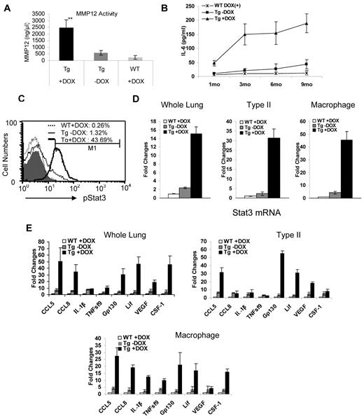 Figure 5. Overexpression of MMP12 activated the IL-6/Stat3 pathway in alveolar type II epithelial cells of c-fms-rtTA/(TetO)7-CMV-MMP12 bitransgenic mice. (A) MMP12-specific enzymatic activity was analyzed in BALF from 3-month doxycycline-treated wild-type (WT) mice, doxycycline-treated (+DOX), or untreated (−DOX) bitransgenic mice. Results are the mean ± SD, n = 5; **P < .01. (B) The concentration of IL-6 was measured in BALF at 1, 3, 6, and 9 months of doxycycline treatment (1, 3, 6, and 9 months) by ELISA. Results are the mean ± SD, n > 4. (C) The purified lung alveolar type II epithelial cells were stained with SP-C (specific marker for alveolar type II epithelial cells) and phospho-Stat3. Phospho-Stat3 positive cells were analyzed by flow cytometry in gated SP-C–positive cells. The shaded area shows isotype controls. (D) Real-time PCR analysis of Stat3 mRNA expression in the whole lung, alveolar macrophages, and alveolar type II epithelial cells from 3-month wild-type (WT), doxycycline-treated (+DOX), or untreated (−DOX) bitransgenic mice. Results are the mean ± SD, n > 4. (E) Real-time PCR analysis of Stat3 downstream cytokine and chemokine mRNA expression was assessed in the whole lung, alveolar macrophages, and alveolar type II epithelial cells in the same groups of mice as outlined in panel D. Results are the mean ± SD, n > 4.