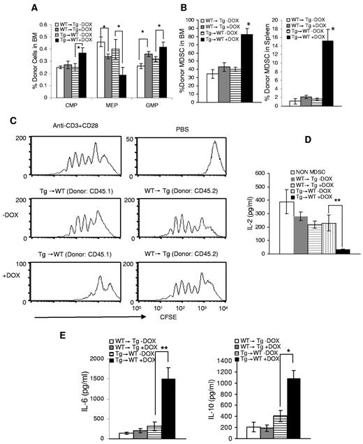 Figure 7. Characterization of BM-transplanted chimeric mice. (A) Flow cytometric analysis of donor myeloid progenitor cells in the BM of bitransgenic (Tg) or wild-type (WT) BM-transplanted recipient mice. Tg→WT: BM transplantation from c-fms-rtTA/(TetO)7-CMV-MMP12 bitransgenic mice (CD45.1+) to wild-type (CD45.2+) chimeric mice; WT→Tg: BM transplantation from wild-type mice (CD45.2+) to bitransgenic (CD45.1+) chimeric mice; +DOX, doxycycline treated; −DOX, doxycycline untreated; n = 7-10, *P < .05. (B) Flow cytometric analysis of donor CD11b+GR-1+ cells from the BM and spleen of bitransgenic and wild-type transplanted chimeric mice, n = 7-10; *P < .05. (C) CFSE-labeled wild-type CD4+ T cells were stimulated with anti-CD3 mAb plus anti-CD28 mAb for 3 days in the presence or absence of donor CD45.1+ or CD45.2+ CD11b+Gr-1+ cells isolated from BM-transplanted chimeric mice. The ratio between CD11b+Gr-1+ cells:CD4+ T cells was 1:5. Proliferation of labeled CD4+ T cells was analyzed by flow cytometry. Peaks represent cell division cycles. (D) The concentration of IL-2 in the above cultured medium was measured by ELISA, n = 7-10; **P < .01. (E) The concentrations of IL-6 and IL-10 were measured from the plasma of bitransgenic and wild-type transplanted chimeric mice, n = 7-10; *P < .05, **P < .01.