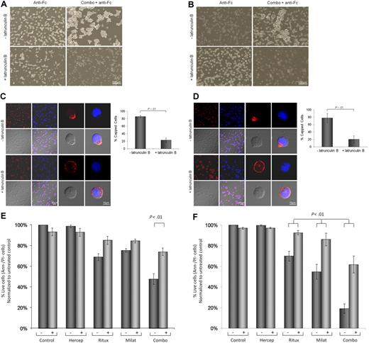 Figure 4. Cell-cell interactions and cytoskeleton organization are involved in MCL cell death evoked by immobilized rituximab and milatuzumab. Jeko (A) and Mino (B) cells were treated with dimethylsulfoxide (DMSO) or the actin polymerization inhibitor, latrunculin B (10μM), for 45 minutes before the addition of rituximab and milatuzumab, in the presence of a cross-linking antibody. Cell aggregation was assessed 4 hours later by light microscopy. Pretreatment with latrunculin B significantly reduced cell aggregation. Jeko (C) and Mino (D) cells were treated with DMSO or an actin polymerization inhibitor (latrunculin B), for 45 minutes before the addition of rituximab and milatuzumab in the presence of a rhodamine-conjugated cross-linking antibody. The formation of aggregates and caps are shown on Jeko in panel C (left) and Mino in panel D (left) cell surface was evaluated 4 hours later by confocal microscopy. Representative histograms summarizing the percentage of capped cells in the presence or absence of latrunculin B are shown in panel C (Jeko right) and panel D (Mino right). At least 100 cell/conditions were counted for each of the 3 independent experiments. Pretreatment with latrunculin B significantly (P < .01) reduced the capping and colocalization of CD74 and CD20 antigens. Cell death evaluation of Jeko (E) and Mino (F) cells treated with DMSO or latrunculin B, for 45 minutes before the addition of rituximab and milatuzumab in the presence of a cross-linking antibody. Cell death was determined 4 hours later by AnnexinV–PI and flow cytometry. Pretreatment with lactrunculin B resulted in statistically significant reduced cell death induced by the combination treatment (P < .01).