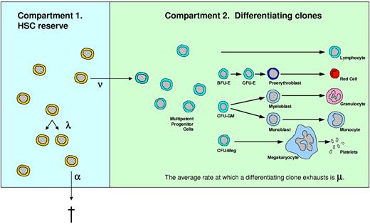 Figure 1. A stochastic model of hematopoiesis. The hematopoietic stem cell reserve (compartment 1) contains HSCs. Each HSC can replicate, differentiate, or die. Mean rates of HSC replication, differentiation, and HSC death (apoptosis) are denoted λ, ν, and α, respectively. Once an HSC commits to differentiation, it heads a clone that contributes mature blood cells for a finite period of time and then exhausts (mean rate μ). As HSCs act based on their unique intrinsic and microenvironmental signals, we assume that these fates are independent (the Markovian assumption). R0 and C0 are the numbers of HSCs and contributing (ie, short-term repopulating cell) clones at birth, respectively. The steady-state number of HSCs is termed K.