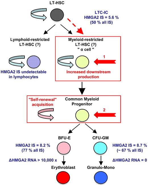 Figure 1. Homeostatic myeloid-biased cell expansion. In the human β-thalassemia trial, most of therapeutic effect results from a dominant myeloid-biased cell clone. In this clone, the HMGA2 integration site (IS) is present in similar proportions among erythroblasts, granulocyte, monocyte, and LTC-IC cells, but not in lymphocytes (LT); whereas its expression is strictly erythroid specific. Therefore, the HMGA2 IS-initiating cell is probably a myeloid-biased LT-HSC19/a cell with increased downstream cell production (1, in red) or a common myeloid progenitor with acquired self-renewal capability (2, in red). From Cavazzana-Calvo et al.34