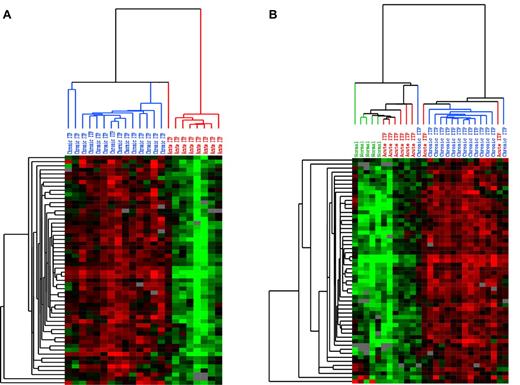 Figure 1. Unsupervised hierarchical clustering pattern of expression data. Each row represents a single transcript, and each column represents a single sample. Red represents greater expression; green, lower expression; and gray, missing data. In the sample dendrogram, red represents self-limited acute ITP samples; blue, chronic ITP samples; and green, normal controls. (A) Unsupervised clustering of self-limited acute and chronic ITP samples using the transcripts with significantly elevated expression in chronic ITP at the SAM q value of 0 (using clones corresponding to putative genes and > 80% good data, 57 biosequences passed the filters). Two distinct clusters of samples are revealed: the one on the left contains predominantly chronic ITP samples, whereas the one on the right contains only self-limited acute ITP samples. (B) Unsupervised clustering of self-limited acute ITP, chronic ITP, and healthy controls using the same set of transcripts and the same filter settings (57 biosequences passed filters). The expression level of these transcripts presented a low-to-high gradual transition from normal to chronic ITP. While positioned in the middle, the expression pattern of self-limited acute ITP has greater similarity to that of healthy controls.