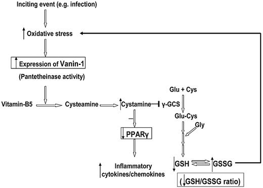 Figure 6. Schematic representation of the postulated vanin-1 pathway in human blood cells in response to oxidative stress. This figure summarizes our hypothesis based on the work of Berruyer et al8,24 and our findings. The steps with experimental data support are highlighted in the box. An inciting event (eg, infection) induces generation of free radical species, whereas ROS has a positive modulatory role in immune activation and eradication of viral infections, excessive ROS, or inadequate capability of antioxidant scavengers leads to an oxidative stress state. In the presence of oxidative stress, antioxidant response-like elements within the promoter region of VNN1 act as stress-regulated targets and enhance VNN1 expression. More cysteamine is produced from hydrolysis of pantetheine; cysteamine is then converted to cystamine, which is an inhibitor of γ-glutamylcysteine synthetase (γ-GCS), the rate-limiting enzyme of glutathione synthesis. Thus, the glutathione store as well as the GSH/GSSG ratio decrease, which subsequently intensifies the oxidative stress. On the other hand, the anti-inflammatory checkpoint PPARγ is also antagonized by cystamine; and as a result, more inflammatory cytokines and chemokines are produced.
