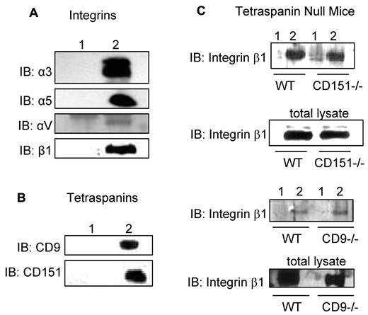 Figure 1. Association of CD36 with integrins and tetraspanins. HDMECs were lysed in 1% Brij 99 (supplemental Figures 1-2). One milligram of protein was immunoprecipitated with a combination of 3 μg of FA6-152 and 2 μg of CRF-2712 anti-CD36 Abs (lane 2) or 5 μg of nonimmune mouse Ab (lane 1). The immunoprecipitants were Western blotted with Abs against (A) identified integrin subunits in Ab-array assays in supplemental Figure 1B or in platelets and (B) tetraspanin family members. (C) To address the role of CD9 and CD151 as linkers for the association of integrin β1 with CD36, lungs from CD151- and CD9-null mice were isolated, and proteins were extracted, as described in the immunoprecipitation section in “Methods.” Anti-CD36 Abs (lane 2) or nonimmune IgG (lane 1) immunoprecipitants were probed for anti-integrin β1 Abs. The lack of CD9 or CD151 did not abolish the CD36-β1 interaction suggesting that either these 2 tetraspanins can compensate for each other,24 or there is a direct interaction between CD36 and β1, as proposed by others.8,18