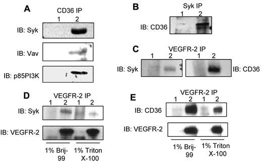 Figure 2. Interaction of CD36 with Syk, VEGFR2, and their downstream signaling proteins. HDMECs were lysed either in 1% Brij 99 or 1% Triton X-100, and an equal amount of protein was used for immunoprecipitation. (A) Anti-CD36 (lane 2) and nonimmune IgG (lane 1) immunoprecipitants were Western blotted with Abs to Syk, Vav, and p85 PI3K. The p85 subunit of PI3K was detected in 1% Brij 99, while Syk and Vav were present in 1% Triton X-100 immunoprecipitants (supplemental Figure 1B). (B) Triton X-100–solubilized lysates were immunoprecipitated with anti-Syk (lane 2) and nonimmune IgG (lane 1) Abs (supplemental Figure 1B). The nitrocellulose membrane was probed with an anti-CD36 Ab. (C) In reciprocal immunoprecipitations, HDMEC cells were lysed in 1% Brij 99 and immunoprecipitated with anti-VEGFR-2 (lane 2) and nonimmune IgG (lane 1) Abs, and immunoprecipitants were probed with either anti-Syk (left) or anti-CD36 (right) Abs (supplemental Figure 3). (D-E) To determine whether Triton X-100 can disrupt the association of Syk and CD36 with VEGFR-2, HDMECs were lysed in either 1% Brij 99 or 1% Triton X-100 and immunoprecipitated with anti-VEGFR-2 (lane 2) and nonimmune IgG (lane 1) Abs. Immunoprecipitants were probed with anti-Syk, anti-CD36, and anti-VEGFR-2 Abs, as indicated.