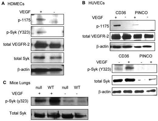 Figure 4. VEGF-A–induced phosphorylation of Syk (Y323). (A) HDMECs were serum-starved overnight in media containing 2% FBS. Cells were washed and incubated with either 0.5% FBS in PBS or treated with VEGF-A (50 ng/mL) in 0.5% FBS in PBS for 10 minutes at 37°C. Cells were lysed in 1% Triton X-100 lysis buffer, and equal amounts of protein were Western blotted with anti-p-Y323 Syk, total Syk (supplemental Figure 5A), anti-p-Y1175 VEGFR-2, and total VEGFR-2 Abs, as indicated. The results showed an up-regulation of p-Y323 Syk in response to VEGF-A treatment. (B) Parallel studies were performed using HUVECs that were infected with full-length CD36 or empty (PINCO) vector (supplemental Figure 4B). After treatment of cells with VEGF-A, cells were lysed in 1% Triton X-100, and immunoblotting was performed as indicated. A significant increase in the level of p-Y1175 VEGFR-2 and p-Y323 Syk was only detected in HUVECs with overexpression of CD36. Note that Syk expression is significantly higher in the HUVECs that were engineered to express CD36 (bottom panel, total Syk, and supplemental Figure 4B). These experiments were repeated 3 times independently. (C) Wild-type and TSP-1–null mice were injected with 2 μg of VEGF-A in 100 μL of sterile PBS via the tail vein. After 5 minutes, mice were euthanized and lungs were harvested as described in the immunoblotting section in “Methods.” An equal amount of protein was Western blotted with anti-p-Y323 and anti-total Syk. VEGF-A treatment up-regulated the level of Syk phosphorylation as was seen in panel A, but the response was higher in wild-type mice compared with TSP-1–null, even though the wild-type mice express lower levels of total Syk (bottom panel and supplemental Figure 4A). The slight difference in Syk expression (Figure 4A-B) is possibly because of difference in loading, as it is also detected in actin and VEGFR-2 lanes. Because cells were treated only for 10 minutes, it is not sufficient time for VEGF-A to up-regulate Syk expression. In these experiments, we resuspended cells in PBS with BSA to avoid any interference from the media or serum.