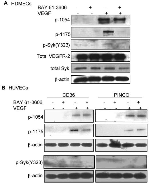 Figure 5. Reduction of VEGF-A–induced p-Y1175 VEGFR-2 by a Syk inhibitor. (A) HDMECs were serum-starved overnight and washed with PBS (supplemental Figure 5A). Cells were incubated with 0.5% FBS in PBS with or without 4.7μM BAY 61-3606 (Syk inhibitor), as described in the endothelial kinase assay section in “Methods.” Cells were lysed in 1% Triton X-100, and an equal amount of protein was used for immunoblotting using Abs against p-Y323 Syk, or p-1054 VEGFR2 or p-Y1175 VEGFR-2. Inhibition of Syk did not affect the autophosphorylation of VEGFR-2 at Y1054, but it decreased phosphorylation of Y1175 in response to VEGF-A. (B) The experiment above was repeated using HUVECs that were infected with either control vector or full-length CD36 vector (supplemental Figure 4B). Cells were treated as described in panel A and phosphorylation of Syk and VEGFR-2 was detected. The results showed that Syk inhibitor reduced phosphorylation of VEGFR-2 at Y1175, but did not affect the level of p-Y1054 in cells with overexpression of CD36. The level of both p-Y1175 and p-Y1054 remained unchanged in control cells. These experiments were done independently 3 times.
