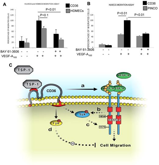 Figure 6. Participation of Syk in the VEGFR-2 signaling pathway. (A-B) Syk-dependent migration of HUVECs and HDMECs in response to VEGF-A. HUVECs were infected with either control (PINCO) or full-length CD36 vector (supplemental Figure 4B-C). Cells were serum-starved, and some were treated with 4.7μM Syk inhibitor (BAY 61-3606) while others were left untreated, as described in the endothelial kinase assay section in “Methods.” Results are expressed as a percentage of migrated cells (mean ± SE, n = 8) in 2 independent experiments. P values were calculated with an unpaired Student t test against HUVECs or HDMECs with Syk inhibitor or without inhibitor and VEGF-A. In these experiments, we resuspended cells in PBS with BSA to avoid any interference from the media or serum. (C) A proposed model for the TSP-1 regulation of the VEGF-A–induced VEGFR-2 signaling pathway. (a) Binding of TSP-1 to CD36 and/or VEGFR-2, and their associated integrins and tetraspanins (not shown) brings the 2 receptors in close proximity. (b) VEGF-A initiates angiogenesis by binding to VEGFR-2 and inducing its autophosphorylation, which, ultimately promotes Syk phosphorylation directly or through other adaptor proteins. (c) Syk activation further phosphorylates VEGFR-2 at Y1175 and mediates endothelial cell migration. (d) In the absence of VEGF-A, the TSP-1-CD36 complex only promotes Fyn activation, which inhibits endothelial cell migration and returns the angiogenic switch to the “off” position. The dashed lines suggest the possible involvement of other signaling and adaptor proteins.
