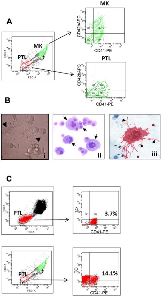 Figure 1. Phenotypical characterization of human primary MK cultures. (A) Flow cytometric analysis of MK cultures labeled with PE-conjugated anti-CD41 and APC-conjugated anti-CD42 antibodies. The density plot on the left demonstrates the forward scatter and side scatter properties of the cells that were acquired on a logarithmic scale to identify both MKs and platelet-sized cells (PTL). The density plots on the right show CD41+/CD42b− and CD41+/CD42b+ MKs and culture-derived PTL present in the bottom right and top right quadrants, respectively. (B) MKs derived from CD34+ hematopoietic progenitor cells were visualized by phase-contrast (i) and light microscopy after Wright-Giemsa (ii) and GPIIb/IIIa staining (iii). Mature MKs with polylobulated nuclei and large proplatelet-bearing MKs are present in liquid culture (i-ii, arrows); MKs grown in semisolid culture display cytoplasmic extensions or proplatelets (iii, arrowheads) with nascent platelets at their ends (iii, arrows). (C) Flow cytometric analysis of culture-derived platelets labeled with anti-CD41 antibodies and TO. The dot plots in the upper panels represent human PB PTL labeled with CD41 antibodies (x-axis) and TO (y-axis), which served as a positive control. The plots in the bottom panels represent culture-derived PTL labeled in the same manner.
