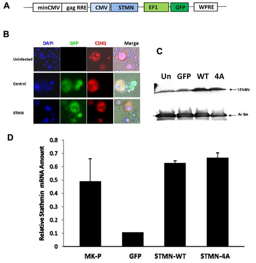 Figure 3. Lentivirus-mediated delivery of stathmin in mature MKs. (A) Schematic representation of the transfer vector backbone of the FIV-based lentiviral system in which stathmin (STMN) cDNA is driven by cytomegalovirus (CMV) promoter and GFP gene is driven by elongation factor 1 (EF1) promoter. (B) Immunofluorescence microscopy analysis of MKs infected with stathmin-expressing lentiviruses (green fluorescence) that were labeled with PE-conjugated anti-CD41 antibodies (red fluorescence) and with Hoechst 33342 to visualize DNA and nuclear morphology (blue fluorescence). Image acquisition was performed using a Zeiss Axioplan 2 microscope equipped with a 40×/0.75 dry objective and an AxiCam MRm camera (Carl Zeiss). Image analysis was performed using Zeiss AxioVision LE software. (C) Western blot analysis of protein lysates extracted from 293HEK cells uninfected (Un), infected with control (GFP), and WT or mutant (4A) stathmin-expressing lentiviruses. After blotting, the membranes were incubated with anti–human stathmin polyclonal antibody (top panel) and with antiactin monoclonal antibodies, the latter used as control for protein loading. (D) Quantitative real-time PCR analysis of mRNA extracted from MKs infected with control (MK + GFP), wild-type (MK + STMN-WT), or mutant (MK + STMN-4A) stathmin lentiviruses. mRNA extracted from day 3 MK progenitors (MK-P) was also included in the analysis as reference for basal levels of stathmin expression. Each column represents the mean ± SD of 3 independent experiments performed in duplicates and normalized to GAPDH.