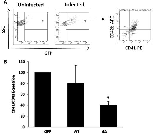 Figure 4. Flow cytometric analysis of MKs infected with control and stathmin-expressing lentiviruses. (A) The density plot on the left represents uninfected MKs that were used as negative control for GFP expression. The density plot in the middle represents infected MKs showing GFP expression (x-axis). The dot plot on the right represents GFP+ MKs that express CD41 (x-axis) and CD42b (y-axis). (B) Quantification of CD41+/CD42+ MKs infected with control (GFP), WT, or nonphosphorylatable mutant (4A) stathmin-expressing lentiviruses. The results are represented as fold change in the percentage of CD41+/CD42b+ MKs in 3 independent experiments ± SD.