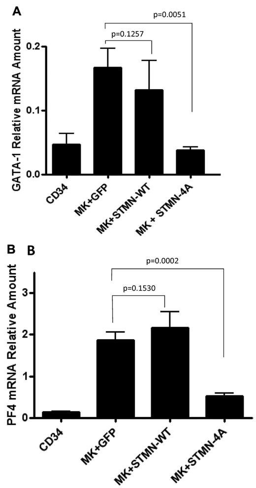 Figure 5. Quantitative real-time PCR analysis of GATA-1 and PF4 expression. mRNAs extracted from CD34+ cells and from day 14 MKs infected with control (MK + GFP), wild-type (MK + STMN-WT), or nonphosphorylatable mutant (MK + STMN-4A) stathmin-expressing lentiviruses were reverse transcribed and then amplified by quantitative real-time PCR using human GATA-1 (A) and PF4 (B) primers. Each column represents the mean ± SD of 3 independent experiments each performed in duplicate and normalized to GAPDH.