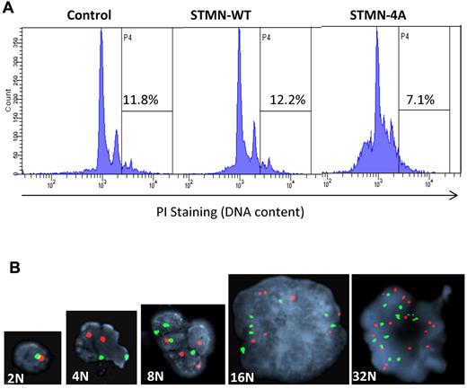 Figure 6. Evaluation of MK ploidy. (A) Representative examples of DNA histograms obtained by flow cytometric analysis of propidium iodide-stained MKs grown in the presence of control and stathmin-expressing lentiviruses (STMN-WT and STMN-4A). The percentages of polyploid cells with more than 4N DNA content are indicated in each condition within the gate P4. (B) FISH analysis of MKs generated in the same conditions. MKs cytospun on slides, fixed, and labeled with Spectrum Orange and Spectrum Green-conjugated probes were visualized by fluorescence microscopy to identify X (red fluorescence) and Y (green fluorescence) chromosomes, respectively. The slides were counterstained with 4,6-diamidino-2-phenylindole to visualize nuclear morphology. One copy of each X and Y chromosome indicates 2N DNA content, 2 copies of each chromosome indicates 4N, 4 copies indicates 8N, and so on. As illustrated, the increase in ploidy is accompanied by an increase in nuclear size and complexity (ie, polylobulation).
