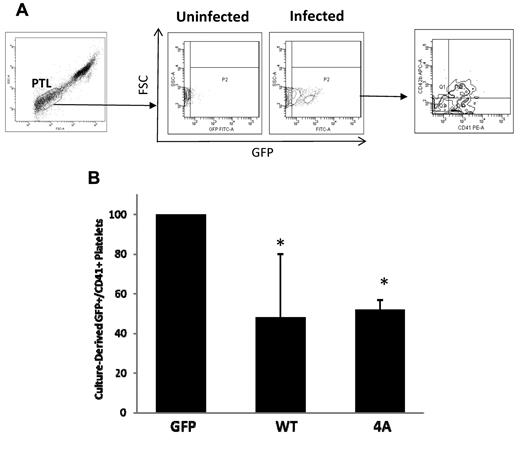 Figure 7. Flow cytometric analysis of platelets derived in culture from MKs infected with control and stathmin-expressing lentiviruses. (A) The dot plot on the left shows the analytic gate containing culture-derived platelets (PTL). This gate was set based on the forward and side scatter light properties of human PB platelets, as described in “Analysis of culture-derived platelets.” The density plots in the middle represent platelets derived from uninfected MKs used as negative control for GFP expression and platelets derived from lentivirus-infected MKs showing GFP expression (x-axis). The density plot on the right represents GFP+ culture-derived platelets showing CD41 expression (x-axis) and CD42b expression (y-axis). (B) Quantification of platelets derived from MKs infected with control (GFP), wild-type (WT), or nonphosphorylatable mutant (4A) stathmin-expressing lentiviruses. The results are represented as fold change in the percentage plus or minus SD of GFP+/CD41+ platelets in 3 independent experiments.