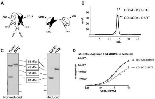 Figure 1. CD19xCD3 DART and BiTE molecules are highly purified and capable of simultaneous engagement of both targets. (A) Schematic representation of DART (left) and BiTE (right) molecules. The DART molecule consists of 2 covalently linked polypeptide chains that heterodimerize to generate 2 specificities. The BiTE molecule is a single polypeptide that assembles to form 2 scFv domains joined by a short linker. (B) DART and BiTE molecules were purified by affinity chromatography followed by SEC. Purified material forms a single peak, as demonstrated by analytical SEC. Elution volume versus absorbance (mAU, milliabsorbance units) is plotted for both molecules. The approximately 15-mL elution volume is consistent with a 50-kDa molecular mass predicted for both DART and BiTE molecules. The black trace is the DART molecule and the gray trace is the BiTE molecule. (C) Nonreducing and reducing SDS-PAGE of purified molecules. Under nonreduced conditions, both DART and BiTE molecules migrate at approximately 50 kDa. A small amount of reduced material can be detected for the DART molecule around 25 kDa. However, these chains are associated in a dimeric complex, as indicated by the SEC profile. Under reducing conditions, the individual chains of the DART molecule migrate at approximately 25 kDa, whereas the single chain of the BiTE molecule remains at approximately 50 kDa. (D) Bispecific ELISA demonstrates simultaneous engagement of both target antigens by the molecules. ELISA plates were coated with soluble human CD3ϵ/δ, then the DART or BiTE molecule was applied at the indicated concentrations. Finally, soluble human CD19-Fc fusion protein was bound, detected with peroxidase-conjugated goat anti–human Fc polyclonal antibody, and developed using a chemiluminescent HRP substrate. The black trace is the DART molecule and the gray trace is the BiTE molecule.