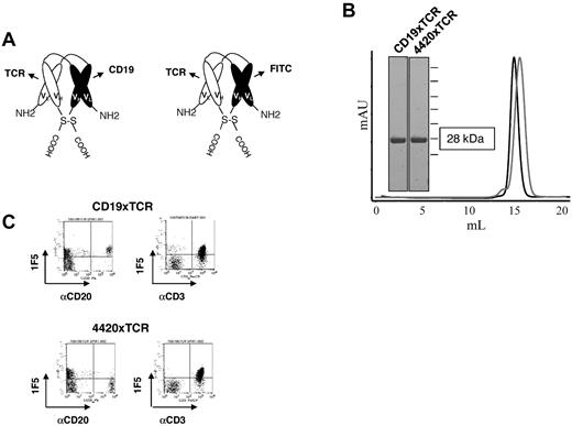 Figure 3. CD19xTCR DART molecule is highly purified and binds both of its target cells. (A) Schematic representation of the CD19xTCR DART molecule and a control DART molecule (4420xTCR) that binds TCR and fluorescein. (B) DART molecules were purified by affinity chromatography followed by SEC. Reducing SDS-PAGE and analytical SEC demonstrates proper assembly and a high degree of purity. The black trace is the CD19xTCR DART molecule and the gray trace is the 4420xTCR DART molecule. (C) Flow cytometric analyses of human PBMCs revealed bispecific binding of the CD19xTCR DART molecule (detected by biotinylated 1F5 mAb and streptavidin-APC) to both B cells (CD20) and T cells (CD3), whereas the 4420xTCR DART molecule displays binding only to T cells.