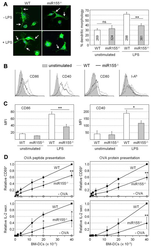 Figure 1. Phenotypic and functional defects exhibited by miR155−/− DCs. (A) Unstimulated and LPS-treated BM-DCs prepared from WT and miR155−/− mice were stained with antibodies against CD11c, and the frequencies of cells exhibiting a characteristic dendritic morphology were determined. Representative images are shown at the left; dendritic protrusions are indicated with arrows. The bar graph represents the means and SDs derived from 3 independent BM-DC preparations; ns, not significant; **P < .01. The numbers of cells examined are indicated for each bar. (B) Cell-surface CD86, CD40, CD80, and I-Ab expression was analyzed by flow cytometry for unstimulated and LPS-treated BM-DCs from WT and miR155−/− mice. Histograms are representative of 3 experiments. (C) The mean fluorescence intensity (MFI) for cell-surface CD86 and CD40 expression was determined by flow cytometry for unstimulated and LPS-treated BM-DCs from WT and miR155−/− mice. The means and SDs derived from 3 independent experiments are shown; *P < .05; **P < .01. (D) LPS-treated BM-DCs from WT and miR155−/− mice were loaded with OVA peptide (left panels) or OVA protein (right panels) and cocultured with OVA-specific CD4+ T cells purified from TCR-transgenic OTII mice. BM-DCs that had not been loaded with antigen (−OVA) were used as negative controls. T-cell activation was determined by the analysis of cell-surface CD69 expression (top panels, relative frequencies of CD69+ cells) or secretion of IL2 into the supernatants (bottom panels, relative IL2 secretion). The means and SDs derived from 3 independent experiments are shown; *P < .05; **P < .01.