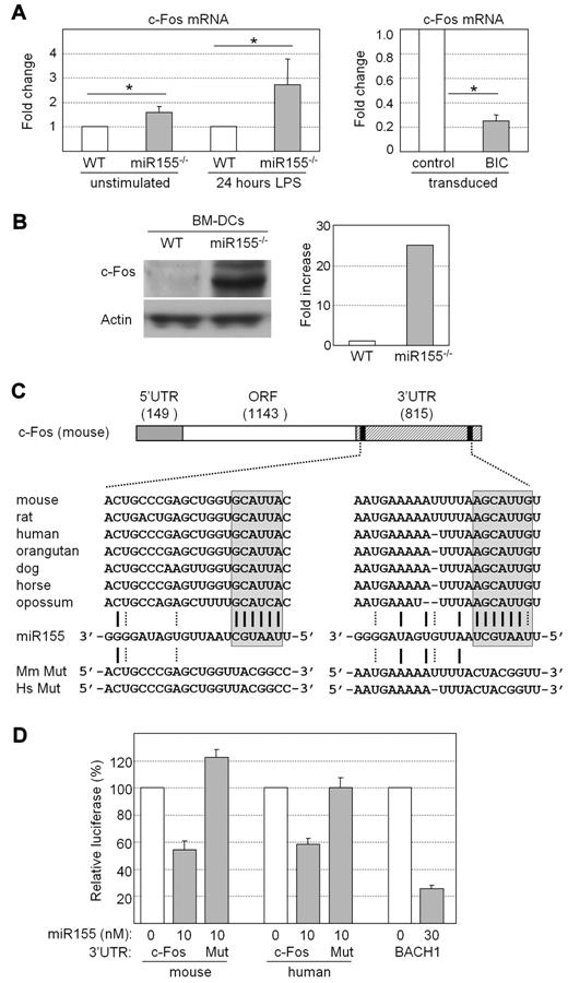 Figure 3. c-Fos expression is regulated by miR155. (A) Expression of c-Fos mRNA was analyzed by real-time RT-PCR in unstimulated and LPS-stimulated BM-DCs from WT or miR155−/− mice (left) and in DC2114 cells transduced with empty vector or the BIC expression vector (right). Results are represented as relative c-Fos mRNA expression. The means and SDs derived from 3 independent experiments are shown; *P < .05. (B) Expression of c-Fos protein was analyzed by Western blotting in BM-DCs prepared from WT and miR155−/− mice. Actin was used as internal control. A gel representative of 3 independent experiments is shown (left). c-Fos signals were quantified and normalized relative to actin (right). The results represent the mean fold increase derived from 2 independent experiments. (C) Schematic representation of mouse c-Fos mRNA. The sizes in nucleotides of the 5′UTR, open reading frame (ORF), and 3′UTR are indicated. The 3′UTR contains 2 predicted binding sites (black boxes) for miR155. The sequence of mouse miR155 is shown aligned with its predicted target sites in the 3′UTR of c-Fos mRNAs from the indicated species. A-U and G-C base pairs are represented by solid lines; G-U base pairs are represented by dotted lines. The miR155 seed region and its complementary sequences in c-Fos mRNAs are enclosed by boxes. Sequences of the mutated (Mut) 3′UTRs of human (Hs) and mouse (Mm) c-Fos mRNA are indicated. (D) Luciferase reporter constructs containing the WT or mutated 3′UTRs of human or mouse c-Fos mRNA were transfected into 293T cells. A reporter construct containing the 3′UTR of BACH1 mRNA, a known target of miR155, was used as positive control. The constructs were transfected together with the indicated amounts of human or mouse miR155. Luciferase activity was measured 24 hours after transfection, normalized with respect to the activity obtained with a control reporter vector, and is expressed as relative luciferase activity. The means and SDs derived from 3 independent experiments are shown.