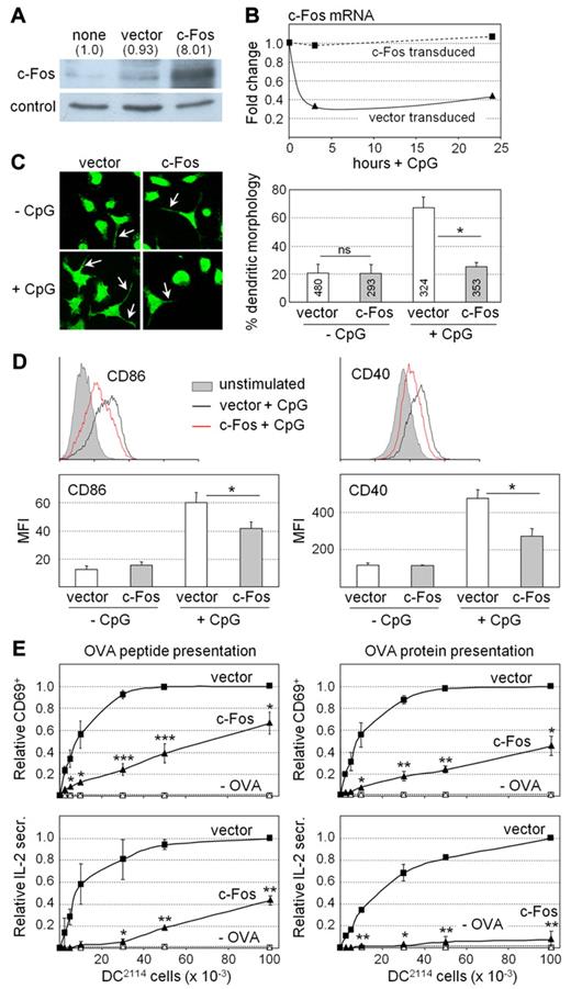 Figure 5. Deregulation of c-Fos expression induces phenotypic and functional defects in DCs. (A) Expression of c-Fos protein was analyzed by Western blotting in untransduced DC2114 cells and DC2114 cells transduced with an empty expression vector or a c-Fos expression vector. Actin was used as internal control. A representative gel is shown. c-Fos signals were quantified and normalized relative to actin. Changes (-fold) are indicated above the gel. (B) c-Fos mRNA was quantified by real-time RT-PCR in CpG-treated DC2114 cells transduced with an empty expression vector or a c-Fos expression vector. A representative graph of 2 independent experiments is shown. (C) Unstimulated and CpG-treated DC2114 cells transduced with an empty expression vector or a c-Fos expression vector were examined by immunofluoresence microscopy, and frequencies of cells exhibiting a characteristic dendritic morphology were determined. Representative images are shown at the left; dendritic protrusions are indicated with arrows. The bar graph represents the means and SDs derived from 3 independent transductions; ns, not significant; *P < .05. (D) Cell-surface CD86 and CD40 expression was analyzed by flow cytometry for unstimulated and CpG-stimulated DC2114 cells. The histograms (top) are representative of at least 3 experiments. The graphs (bottom) represent the mean fluorescence intensities (MFI) for cell-surface CD86 and CD40 expression, and show the means and SDs derived from at least 3 independent experiments; *P < .05. (E) CpG-treated DC2114 cells transduced with an empty vector or a c-Fos expression vector were loaded with OVA peptide (left panels) or OVA protein (right panels) and cocultured with OVA-specific CD4+ T cells purified from TCR-transgenic OTII mice. DC2114 cells that had not been loaded with antigen (−OVA) were used as negative controls. T-cell activation was determined by the analysis of cell-surface CD69 expression (top panels, relative frequencies of CD69+ cells) or secretion of IL2 into the supernatants (bottom panels, relative IL2 secretion). The means and SDs derived from 3 independent experiments are shown; *P < .05; **P < .01; ***P < .001.