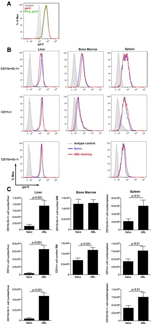 Figure 3. Gal-9 is expressed on C1498FFDsR cells and immune cells. C1498FFDsR cells were untreated or treated with IFN-γ (1000 ng/mL) for 48 hours. Gal-9 expression was assessed by flow cytometry as described. (A) C1498FFDsR cells express gal-9 (> 90%). IFN-γ treatment (1000 U/mL, 48 hours) did not alter the expression of gal-9 on C1498FFDsR cells. B6 mice were injected intravenously with 106 C1498FFDsR. (B-C) Leukocytes from the liver, BM, and spleen of either naive or AML-bearing B6 mice (4 mice/group, 25 days post-AML injection) were prepared. Gal-9 expression was determined by flow cytometry. (B) Flow histogram graph of gal-9 expression on CD11b+Gr-1+, CD11c+, and CD11b+Gr-1− cells from the liver, BM, and spleen are shown. Gal-9 is expressed on all 3 types of cells in various organs measured (blue). The presence of AML (red) did not change the pattern of gal-9 expression (blue) in all 3 organs. (C) Bar graphs of the total number of gal-9 expressing CD11b+Gr-1+, CD11c+, and CD11b+Gr-1− cells in the liver, BM, and spleen from naive or AML-bearing mice are shown.