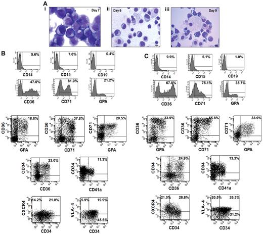 Figure 4. Characterization of the transfusion product. (A) Morphologic appearance of cells within the transfusion product. (i) Day-7 cells possessed an agranular cytoplasm. The nuclei of the cells had an open chromatin pattern and prominent nucleoli. (ii) Day-9 cells were smaller with compact and relatively smaller nuclei. (iii) Erythroid islands characterized by normoblasts surrounding a macrophage were observed in day-9 cultures. Giemsa-Wright staining (×1000 magnification). (B-C) Phenotypic analyses of the transfusion product: FACS analyses of the cells after days 7 and 9 of incubation was performed by immunostaining with various mAbs to lineage-specific markers including CD36, CD71, GPA, CD14, CD15, CD19, and chemokine receptor marker CXCR4. One of 4 representative experiments is shown.