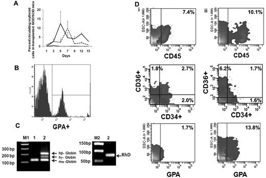 Figure 5. Functional behavior of ex vivo–generated TPs in NOD/SCID mice. (A) Analyses of human erythroid cells in peripheral blood of NOD/SCID mice receiving the TP. The mean ± SD of the percentage of human erythroid cells in the blood of NOD/SCID mice on serial days as described by double staining with LDS (nuclei) and human GPA. LDS+GPA+ represents human EPCs (dotted line) and LDS−GPA+ represents erythrocytes (solid line). Evidence of human EPCs and/or erythrocytes was not observed in control mice (black line indicates LDS−GPA+; and LDS+GPA+, gray line). Two to 3 mice were analyzed in each group (n = 2). (B) Representative histogram of human erythroid cells present on day 5 in the peripheral blood of NOD/SCID mouse. Similar results were obtained in an additional experiment. (C) Detection of human globins (β and γ) in the NOD/SCID mouse blood 15 days following the infusion of the transfusion product. Primers of mouse α-globin, human β and γ globins were mixed together and expression of globin mRNA was analyzed from cDNA prepared from mouse blood on day 15 by RT-PCR. Hu-β (212 bp), hu-γ (165 bp), RhD antigen (90 bp), and mouse-α (122 bp) gene products are shown on a 1.8% agarose gel. Lanes M1 and M2 contain DNA marker (a 100-bp ladder and 50-bp ladder); lane 1, blood from control NOD/SCID mouse; and lane 2, blood from NOD/SCID mouse infused with the transfusion product. One representative of 2 experiments is shown. (D) Human cell engraftment in the marrow of NOD/SCID mice. (i) Mouse bone marrow was harvested and analyzed on day 15 (NOD/SCID mice, n = 2) and (ii) in separate series of experiment NOD/SCIDγcnull mice day 30 (n = 3) after the infusion of the TP.