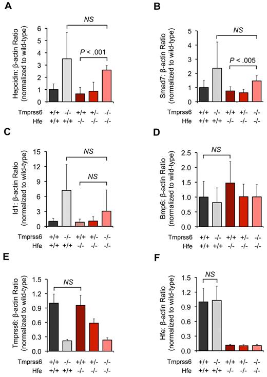 Figure 2. Homozygous loss of Tmprss6 up-regulates hepatic Bmp/Smad signaling in Hfe−/− mice. (A-F) Analysis of mRNA expression of genes involved in hepatic Bmp/Smad signaling in 8-week-old female mice of selected Hfe-Tmprss6 genotype combinations. Graphed is the mean mRNA expression of hepcidin (Hamp; A), Smad7 (B), Id1 (C), Bmp6 (D), Tmprss6 (E), and Hfe (F), relative to β-actin (Actb). mRNA expression ratios are normalized to an Hfe+/+Tmprss6+/+ mean value of 1. For each parameter shown, the number of mice per genotype analyzed was 7 Hfe+/+Tmprss6+/+, 5 Hfe+/+Tmprss6−/−, 8 Hfe−/−Tmprss6+/+, 8 Hfe−/−Tmprss6+/−, and 6 Hfe−/−Tmprss6−/− mice. Error bars represent SD. NS indicates not significant. In panel E, the low level of Tmprss6 mRNA detected in mice with homozygous loss of Tmprss6 reflects the known, low-level expression of a partial transcript from the targeted Tmprss6 locus.26
