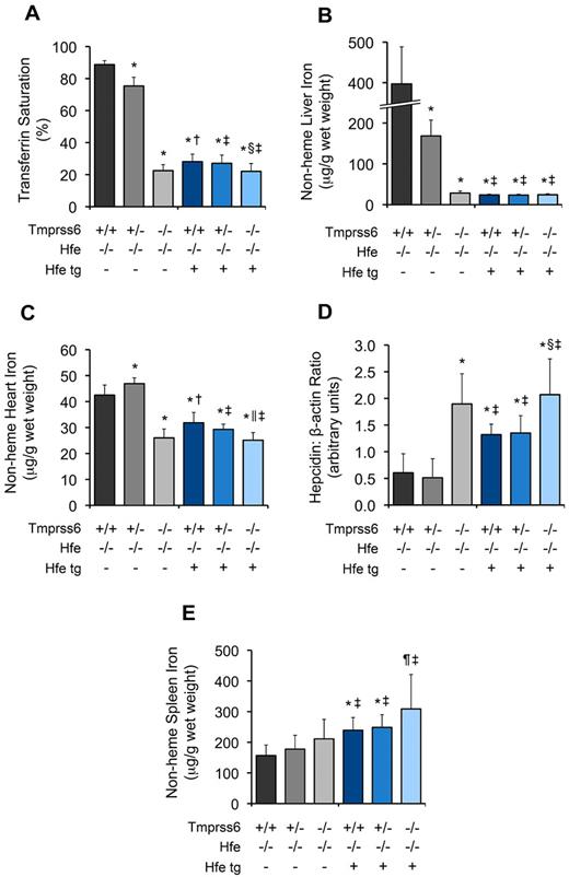 Figure 4. Hepatic overexpression of Hfe does not exacerbate the systemic iron deficiency caused by homozygous loss of Tmprss6. (A-E) Analyses of TS, tissue iron concentrations, and hepatic hepcidin mRNA expression in 8-week-old female Hfe−/− mice harboring 0, 1, or 2 mutant Tmprss6 alleles that are also either null or hemizygous for a liver-specific Hfe transgene. Graphed are mean values obtained from analyses of TS (A), LIC (B), heart nonheme iron concentration (C), hepcidin mRNA expression relative to β-actin (Actb) expression (D), and spleen nonheme iron concentration (E). In panel A, 8 Hfe−/−Tmprss6+/+, 8 Hfe−/−Tmprss6+/−, 6 Hfe−/−Tmprss6−/−, 6 Hfe−/−Tmprss6+/+Hfe tg, 8 Hfe−/−Tmprss6+/−Hfe tg, and 8 Hfe−/−Tmprss6−/−Hfe tg mice were analyzed. In panels B, C, and E, 8 Hfe−/−Tmprss6+/+, 9 Hfe−/−Tmprss6+/−, 7 Hfe−/−Tmprss6−/−, 8 Hfe−/−Tmprss6+/+Hfe tg, 9 Hfe−/−Tmprss6+/−Hfe tg, and 8 Hfe−/−Tmprss6−/−Hfe tg mice were analyzed. In panel D, 7 Hfe−/−Tmprss6+/+, 7 Hfe−/−Tmprss6+/−, 6 Hfe−/−Tmprss6−/−, 6 Hfe−/−Tmprss6+/+Hfe tg, 8 Hfe−/−Tmprss6+/−Hfe tg, and 8 Hfe−/−Tmprss6−/−Hfe tg mice were analyzed. Error bars represent SD. Hfe tg indicates Hfe transgene. *P < .005 compared with Hfe−/−Tmprss6+/+; †P < .05 compared with Hfe−/−Tmprss6−/−; ‡P value not significant compared with Hfe−/−Tmprss6−/−; §P < .05 compared with Hfe−/−Tmprss6+/+Hfe tg; ‖P < .005 compared with Hfe−/−Tmprss6+/+Hfe tg, and ¶P < .05 compared with Hfe−/−Tmprss6+/+ mice.