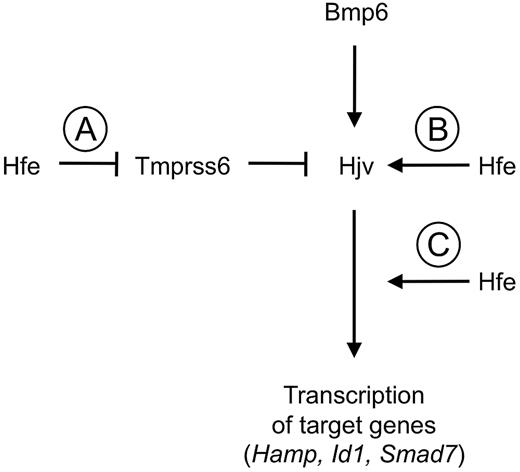 Figure 5. Model of relationship among Hfe, Tmprss6, and the Bmp/Smad signaling pathway in hepcidin regulation. Our data are compatible with a model in which Hfe promotes Bmp/Smad signaling for hepcidin production by inhibiting the activity of Tmprss6 (A). However, we cannot exclude the possibility that Hfe promotes Bmp/Smad signaling by a mechanism that is independent of Tmprss6 but nevertheless cannot achieve a further elevation in Bmp/Smad target gene expression when Tmprss6 is absent. Hfe might, for example, promote Bmp/Smad signaling by Hjv (B) or promote Bmp/Smad signaling at a point functionally downstream of Tmprss6 (C).