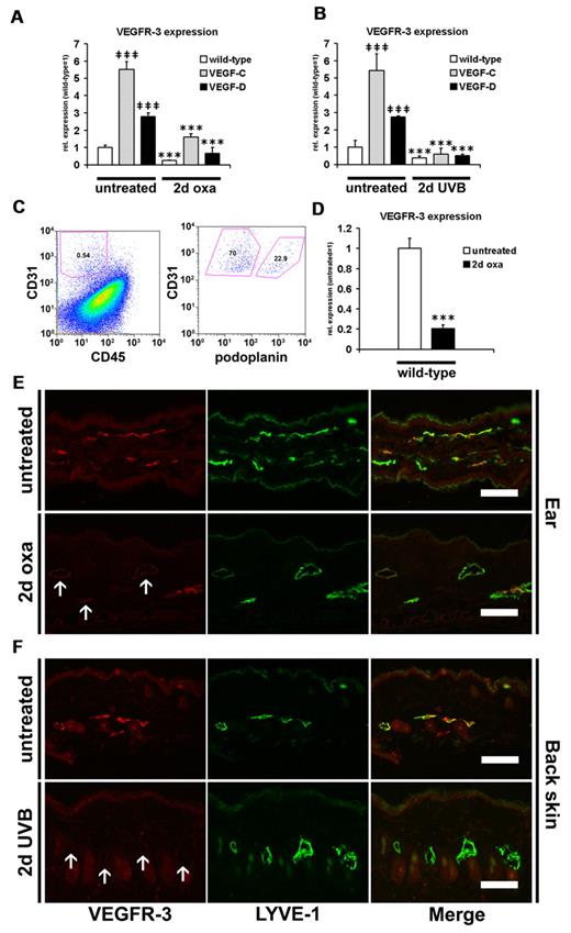 Figure 4. Down-regulation of VEGFR-3 during acute skin inflammation. (A-B) TaqMan-based real-time RT-PCR analyses were performed on whole ear and back skin extracts after 2 days of oxazolone challenge (2-day oxa; n = 6-10 per group) or UVB irradiation (2-day UVB; n = 5-8 per group) and in untreated K14-VEGF-C, K14-VEGF-D Tg, and wild-type mice (n = 3-5 per group). VEGFR-3 was significantly up-regulated in untreated K14-VEGF-C and K14-VEGF-D Tg mouse ear (A) and back skin (B) compared with untreated wild-type mice. VEGFR-3 was significantly down-regulated at 2 days of oxazolone challenge (A) or UVB irradiation (B) in all 3 groups of mice compared with untreated mice of the same genotype. (C-D) Single-cell suspensions from the ear of normal and oxazolone challenged mice were analyzed by FACS. (C) CD31+/CD45− cells represent endothelial cells, whereas CD31+/podoplanin+/CD45− cells are lymphatic endothelial cells. (D) Cutaneous lymphatic endothelial cells from inflamed ears of wild-type mice (2 days after oxazolone challenge) showed a 5-fold decrease of VEGFR-3 mRNA transcript levels compared with lymphatic endothelial cells from untreated mice. (A-B,D) Data are mean ± SD. ‡‡‡P ≤ .001 versus untreated wild-type. ***P ≤ .001 versus untreated mice of the same genotype. (E-F) Double immunofluorescence analyses of VEGFR-3 (red) and LYVE-1 (green) stains demonstrated that VEGFR-3 was strongly down-regulated on LYVE-1+ lymphatic vessels at 2 days after oxazolone challenge (E) or UVB irradiation (F) in the ear and back skin of wild-type mice (arrows). The positive staining of LYVE-1 in the stratum corneum (E) is unspecific. Bars represent 100 μm.