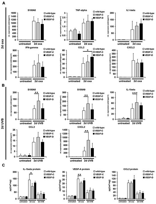 Figure 5. Inflammation marker expression in the skin during acute inflammation. (A-B) Real-time RT-PCR analyses were performed using RNAs from whole ear and back skin harvested 2 days after oxazolone challenge (2-day oxa; n = 6-10 per group) or UVB irradiation (2-day UVB; n = 5-8 per group) and from skin of untreated K14-VEGF-C, K14-VEGF-D Tg, and wild-type mice (n = 3-5 per group). All inflammation markers shown were significantly up-regulated in K14-VEGF-C, K14-VEGF-D Tg, and wild-type mouse ear (A) and back skin (B) 2 days after oxazolone challenge (A) or UVB irradiation (B), compared with untreated wild-type or transgenic mice. S100A8, S100A9, and CXCL2 mRNA levels were slightly increased in K14-VEGF-C Tg mice 2 days after UVB irradiation compared with irradiated wild-type mice (B). (C) ELISA analyses of ear lysates showed significantly increased levels of IL-1β, VEGF-A, and CCL2 at 2 days after oxazolone challenge or UVB irradiation in the ear skin of K14-VEGF-C, K14-VEGF-D Tg, and wild-type mice compared with untreated mice. The protein levels of IL-1β and VEGF-A were slightly but significantly reduced in the ear skin of oxazolone challenged K14-VEGF-C Tg mice compared with oxazolone challenged wild-type mice. (A-C) Data are mean ± SD. *P ≤ .05 versus oxazolone challenged or UVB irradiated wild-type mice. **P ≤ .01 versus oxazolone challenged or UVB irradiated wild-type mice.