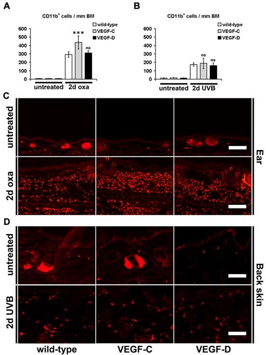 Figure 6. Inflammatory cell infiltration during acute skin inflammation. (A-D) Immunofluorescence analyses for the monocyte/granulocyte marker CD11b and subsequent computer-based quantification showed a significantly increased number of dermal CD11b+ cells per millimeter basement membrane (BM) 2 days after oxazolone challenge (2 days oxa, A,C; ear skin) or UVB irradiation (2 days UVB, B,D; back skin) in K14-VEGF-C, K14-VEGF-D Tg, and wild-type mice, compared with untreated mice of the same genotype. K14-VEGF-C Tg mice had even more infiltrated dermal CD11b+ cells in their ear skin 2 days after oxazolone challenge compared with oxazolone challenged wild-type mice (A,C). The hair follicle sebaceous glands are stained red (C-D) because of endogenous biotin. (A-D) Data are mean ± SD. ***P ≤ .001. ns indicates not significant versus oxazolone challenged or UVB-irradiated wild-type mice. Bars represent 100 μm (C), 50 μm (D).