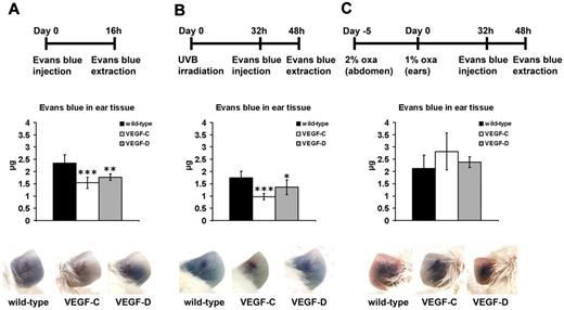 Figure 7. Increased lymph flow from the ear in K14-VEGF-C and K14-VEGF-D Tg mice. (A-C) Evans blue dye was intradermally injected into the ear of untreated or inflamed K14-VEGF-C, K14-VEGF-D Tg, and wild-type mice and was extracted 16 hours after the dye injection. The total dye remaining in the ear skin is indicated. Representative pictures before Evans blue extraction are shown at the bottom. (A) Untreated K14-VEGF-C (n = 5) and K14-VEGF-D (n = 5) Tg mice had significantly less Evans blue remaining in their ear skin 16 hours after injection compared with wild-type mice (n = 10). (B) Evans blue was also injected 32 hours after UVB irradiation and extracted 16 hours later. UVB irradiated K14-VEGF-C (n = 5) and K14-VEGF-D (n = 4) Tg mice showed a faster lymph flow than irradiated wild-type mice (n = 10). (C) There was no difference in Evans blue clearance from the inflamed ear during acute inflammation after oxazolone challenge between all mice (wild-type, n = 10; K14-VEGF-C, n = 5; K14-VEGF-D, n = 5). Data are mean ± SD. *P ≤ .05 versus wild-type mice. **P ≤ .01 versus wild-type mice. ***P ≤ .001 versus wild-type mice.