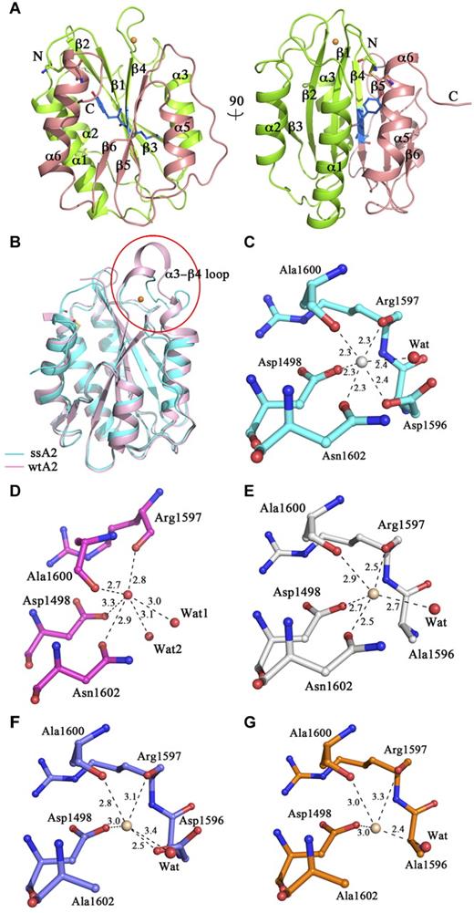 Figure 1. Structure of ssA2. (A) Two views of the overall structure of ssA2. The A2 domain forms a compact structure, with the Tyr1605-Met1606 cleavage site being buried. Residues Tyr1605 and Met1606 are shown as ball-and-stick models and are colored in blue. The region of ssA2 N-terminal to the cleavage site is colored in green and that C-terminal to the site in salmon. The bound Ca2+ ion is shown as a golden sphere. The secondary structure elements of ssA2 are labeled. (B) Structural comparison of ssA2 (cyan) and wtA2 (pink; PDB code 3GXB). The major structural difference occurs in the α3-β4 region. The α3-β4 region is labeled and enclosed in a circle. (C) The Ca2+-binding site of ssA2. The surrounding residues are shown as ball-and-stick models. The coordination bonds between Ca2+ and the ligands are indicated with dashed lines and the bond lengths (Å) are marked. (D-G) The equivalent sites in wtA2 and the ssA2 mutants. The wtA2 protein (D) is colored in magenta, and those of the D1596A (E), N1602A (F), and D1596A/N1602A (G) mutants of ssA2 are colored in white, blue, and orange, respectively. In each of these structures, a molecule (wheat) is bound at this site, although in a geometry different from that of ssA2.