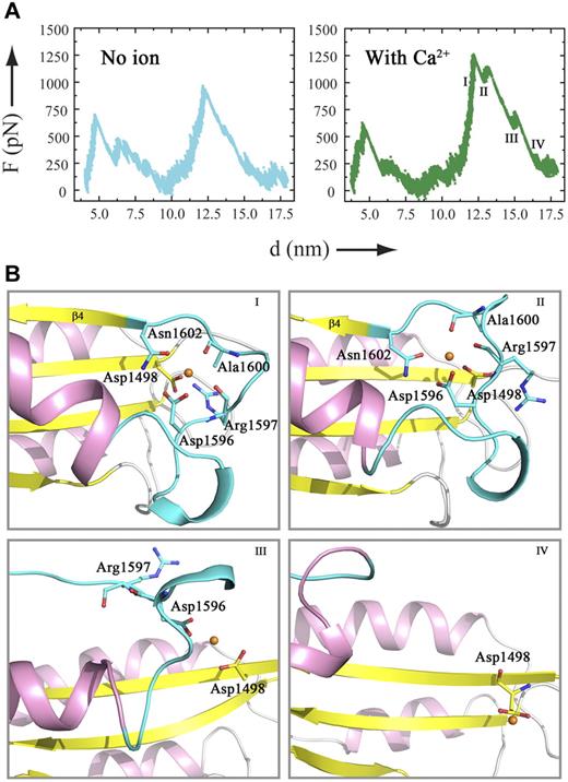 Figure 2. Force-probe MD simulations of a wtA2 model with or without a Ca2+ bound at the metal-binding site. (A) Force profiles of force-probe MD simulations of the wtA2 model. The α3-β4 region adopts a loop conformation with or without a Ca2+ ion bound at the site equivalent to the Ca2+-binding site of ssA2. The Ca2+ ion is replaced with a water molecule (left panel) or kept at the binding site (right panel). (B) Selected snapshots of the trajectory of force-probe MD simulations of the wtA2 model bound with a Ca2+ ion. For the A2 domain, the α-helices are colored in pink, the β strands in yellow, and the α3-β4 loop in cyan. The β4 strand is marked. The residues that participate in the formation of the Ca2+-binding site are shown as ball-and-stick models and labeled. The bound Ca2+ is shown as a golden sphere.