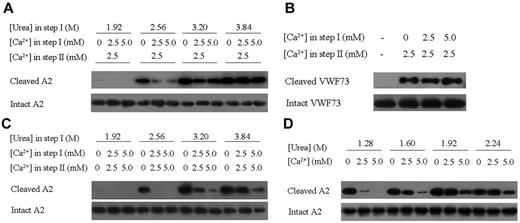 Figure 3. Effect of Ca2+ binding on A2 cleavage by ADAMTS13. (A) Examination of the protective effect of Ca2+ with 2-step ADAMTS13 cleavage assays. In step I, the wtA2 protein was denatured under different urea concentrations and Ca2+ was supplemented as indicated. In step II, the Ca2+ concentration was adjusted to 2.5mM. The cleaved and intact A2 proteins were detected with Western blotting using the specific antibodies. (B) Examination of the effect of Ca2+ on the proteolysis of the GST-VWF73 proteins by ADAMTS13. No urea was added in step I. (C) Examination of the effect of Ca2+ on the proteolysis of the wtA2 protein by ADAMTS13 without adjustment of the Ca2+ concentration in step II. (D) Examination of the effect of Ca2+ ion on the proteolysis of wtA2 by ADAMTS13 with 1-step assays.