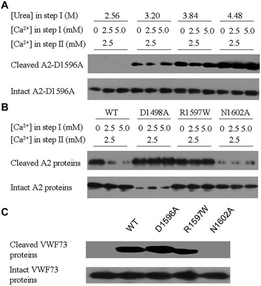 Figure 4. Effect of mutations at the Ca2+-binding site on A2 cleavage by ADAMTS13. (A) Examination of the effect of the D1596A mutation on Ca2+ protection of A2. In step I, the D1596A mutant A2 was denatured under different urea concentrations and Ca2+ was supplemented as indicated. In step II, the Ca2+ concentration was adjusted to 2.5mM. The cleaved and intact proteins were detected with Western blotting using the specific antibodies. (B) Examination of the effect of the D1498A, R1597W, and N1602A mutations on Ca2+ protection of A2. In step I, 2.56M urea was added. (C) Examination of the effect of the D1498A, R1597W, and N1602A mutations on the proteolysis of GST-VWF73 by ADAMTS13. No urea was added in step I and the Ca2+ concentration was 2.5mM in both steps.