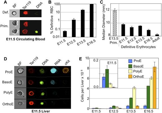 Figure 1. Onset of definitive erythropoiesis by E11.5. (A) Imaging flow cytometry of E11.5 blood. Definitive RBCs (top) have higher mean levels of Ter119 staining and lighter brightfield intensity then cocirculating primitive erythroid cells (bottom). (B) Percent of total erythroid (Ter119-positive) cells that are definitive in fetal blood are plotted by embryonic day (note log scale). Low but consistent numbers of definitive erythroid cells are seen by E11.5. (C) Median diameter of definitive erythroid cells demonstrates early definitive RBC size is consistent with later fetal RBC size and different from primitive or adult definitive erythroid cells. (D) Imaging flow cytometry demonstrated all stages of definitive erythroblasts in the E11.5 liver. Maturational stages were determined by combined morphologic and fluorescent parameters including cell and nuclear size, RNA (thiazole orange) staining and mean intensity of Ter119 and DNA (DRAQ5) staining. (E) Absolute numbers of staged erythroblasts per liver during fetal development. Inset is a smaller scale plot of E11.5 data. Error bars are SEM, n = 3 or 4.