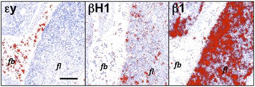 Figure 2. βH1-globin, but not εy-globin, transcripts are present in the early fetal liver. Neighboring sections of E12.5 liver were hybridized to radioactive probes (exposed grains indicating hybridized probe are colorized red). β1-globin is expressed predominantly in liver (fl) cells, while εy-globin is expressed in circulating primitive erythroid cells (fb). βH1-globin is expressed in low levels in primitive erythroid cells as expected, but also more highly expressed in a subset of cells in the liver. Size bar equals 100 μm. Images were processed as described in “In situ hybridization.”
