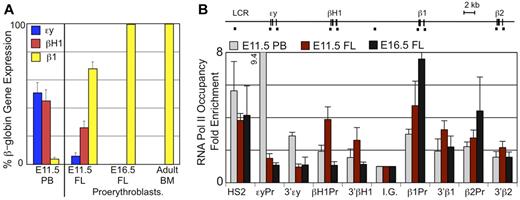 Figure 3. βH1-globin expression in fetal liver definitive erythroid cells. (A) Levels of εy-, βH1-, and β1-globin transcripts were determined by qPCR and graphed as a percentage of total β-globin transcripts. Circulating E11.5 primitive erythroid cells (PB) express high levels of εy- and βH1-globin. Proerythroblasts (Ter119lo, c-kit+) from late fetal liver and adult BM express β1-globin and no embryonic globins. While E11.5 liver proerythroblasts express a unique combination of β-globins with both βH1- and β1- but little if any εy-globin. Error bars are SEM of 3 samples. (B) RNA Pol II occupancy at the β-globin locus was determined by ChIP. The murine β-globin locus is depicted to scale above the graph with the probes used indicated by short dashes. Significantly higher levels of RNA Pol II were found associated the βH1-globin promoter than the εy-globin promoter in E11.5 fetal liver cells (P < .007) based on 1-way ANOVA analysis. Error bars represent SEM of 3 samples.