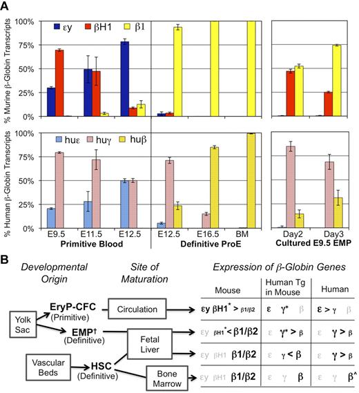 Figure 7. Human γ-globin is highly expressed in βH1-globin–expressing definitive proerythroblasts. (A) Mice with a single copy of the human β-globin locus18 were assayed by qPCR for gene expression of murine (top) and human (bottom) β-globin genes. Levels of globin transcripts are graphed as the percentage of total β-globin message measured from that locus. The left 3 samples are from primitive erythroid cells sorted from fetal blood (Ter119+ c-kit−). The middle 3 samples are from sorted definitive proerythroblasts (Ter119lo c-kit+) from fetal liver or BM. The right 2 samples are cultured E9.5 yolk sac EMP in erythroid maturation media. Error bars derived from the SEM of 3 independent experiments. (B) Three erythroid lineages emerge during mammalian embryogenesis. Two of these lineages, primitive erythroid and EMP-definitive erythroid, originate in the yolk sac. The AGM and other sites generate the HSC that colonize the liver and eventually the BM. Primitive erythroid precursors mature in the circulation, while EMP- and HSC-derived BFU-E mature in the liver of the fetus. Different patterns of β-globin expression in the mouse, human, and of the transgenic human genes in mice characterize these different forms of erythropoiesis (Figures 3, 7A).44,46–48 Genes are presented in their order within the β-globin locus. Grayed gene names signify no expression in that lineage. †While the yolk sac is the only reported site of EMP emergence precirculation, EMP may also be produced elsewhere and obscured from detection by the presence of EMP in circulating blood. *Maturational globin switching is observed in the first 2 lineages in mouse where βH1-globin or transgenic human γ-globin decrease in prevalence as erythroid precursors mature. ⋀β-globin is the major β-globin expressed in adult humans, however, rare γ-globin–expressing F cells are also found in the circulation.
