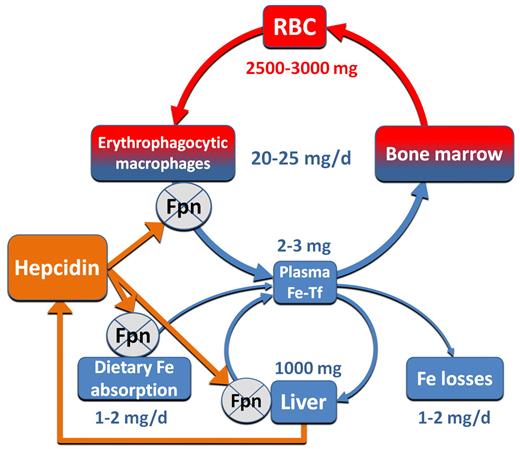 Figure 1. Hepcidin interaction with ferroportin controls the main iron flows into plasma. Iron flows and reservoirs are depicted in blue, iron in hemoglobin in red, and hepcidin and its effect in orange. RBC indicates red blood cell; and Fpn, ferroportin.