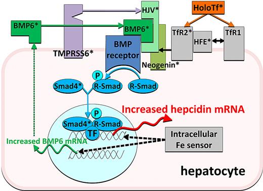 Figure 2. A current model of regulation of hepcidin transcription by iron. Iron as holotransferrin is shown in orange, iron sensors and associated molecule in gray, BMP receptor and its transduction pathway in shades of blue, the ligands and coreceptors of the BMP receptor in shades of green, and the negative regulator protease in purple. *Molecules whose ablation was shown to cause iron dysregulation.