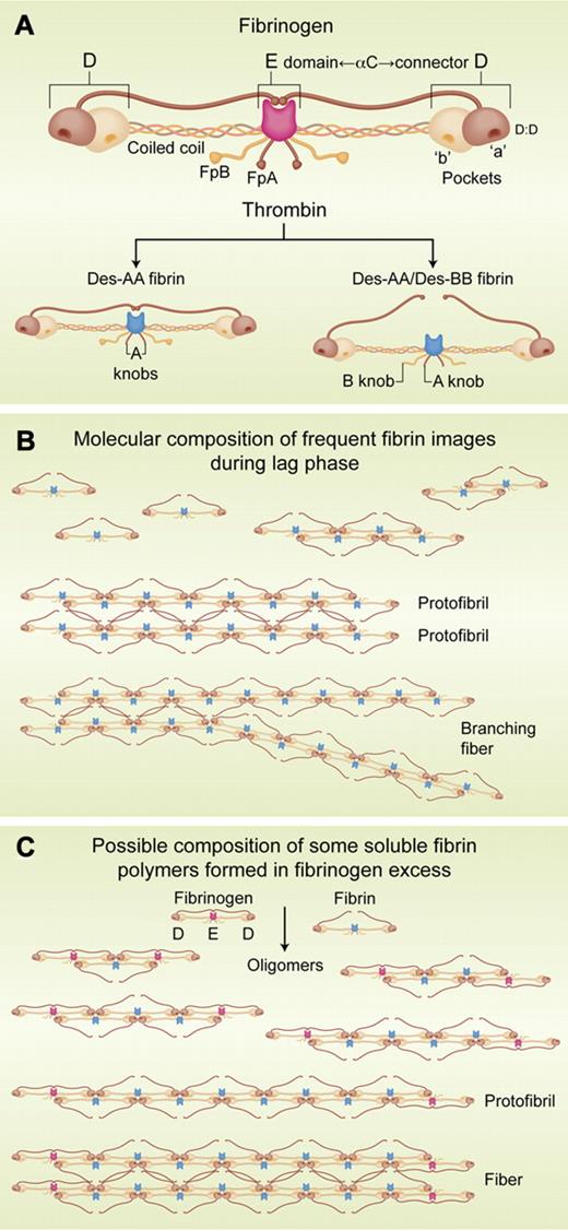(A) Schemata of fibrinogen and fibrin molecules. D:D: structure on each D region that interfaces with its counterpart on another molecule. αC: carboxyl terminal region of the Aα chain. Coiled coil: interior parts of each chain connecting E and D regions. FpA and FpB: fibrinopeptides A and B, respectively. “a” and “b” pockets: complementary binding sites for “A” and “B” knobs, respectively (bottom schemata). Des-AA and Des-AA/DesBB fibrin: fibrin lacking its FpAs or both its FpAs and FpBs. (B) Molecular composition of some of the fibrin structures observed by Chernysh and colleages. (C) Possible composition of some fibrin oligomers in fibrin/fibrinogen complexes showing that incorporation of fibrinogen interrupts elongation. Fibrinogen E/fibrin D juxtaposition is consistent with fibrinogen self-assembly data.9 Professional illustration by Alice Y. Chen.