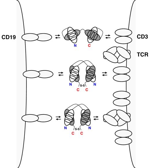 CD19xCD3 BiTE (top), CD19xCD3 DART (middle), and CD19xTCR DART (bottom) cross-link a normal or malignant B cell through CD19 (left) and a T cell through the TCR complex (right). BiTEs consist of a single polypeptide displaying 2 antigen-binding specificities through cognate heavy (gray) and light chain (white) variable domains (shown with the 3 complementarity determining regions). BiTEs have 1 N-terminus (N, shown in blue) and 1 C-terminus (C, shown in red). In DARTs, cognate heavy and light chain variable domains are on 2 separate polypeptides that associate and are stabilized by a C-terminal disulfide bridge. Thus, DARTs have 2 N-termini and 2 C-termini.