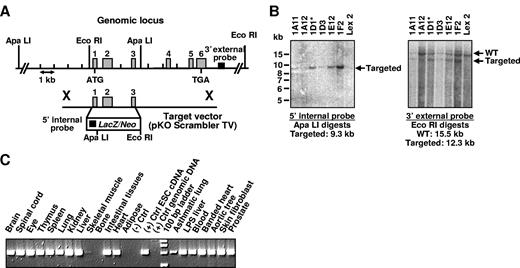 Figure 1. Targeted disruption and expression analysis of the PCFT gene. (A) Targeting strategy is shown, including relevant restriction sites used for confirmation of Southern hybridization analysis. Homologous recombination between the targeting vector and the PCFT gene replaced exons 1 to 3 with the selection cassette. The 5′ internal and 3′ external probes used for Southern hybridization analysis were designed inside and outside the target vector arms of homology, respectively. (B) Southern hybridization demonstrating proper targeting events in ESC clones. Clone 1D1 was selected for blastocyst injection; Lex2 indicates untransfected ESC DNA. (C) Expression of the PCFT gene was detected in ESCs and in all adult tissues by reverse-transcribed PCR, except bone and adipose.